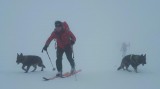 Výcvik lavínových psov vo Vysokých Tatrách
