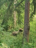 Zvýšený pohyb medveďa z Západných Tatrách